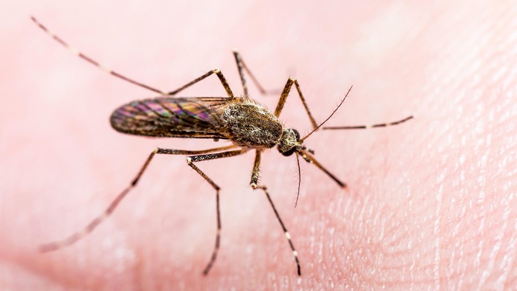 Is West Nile Virus on Your Radar? It Should Be.