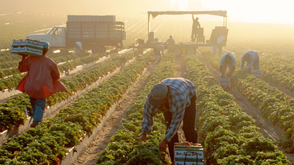 It’s High Time to Protect Farmworkers From Heat-Related Illness and Death