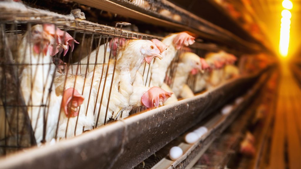 What’s Driving Avian Influenza Virus Evolution? Human Food Systems