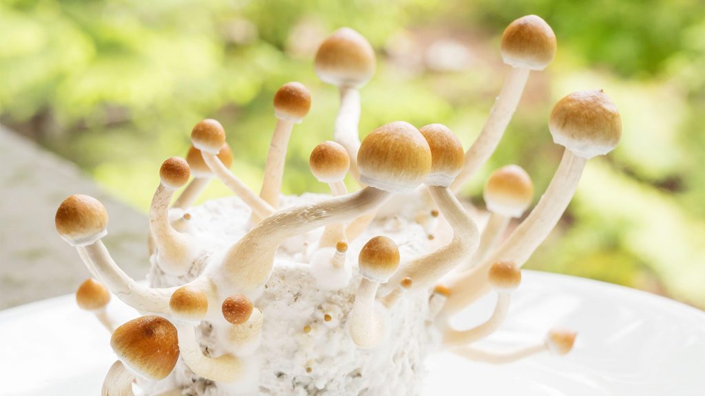 The Promise of ‘Magic Mushrooms’ for Mental Health Is Real