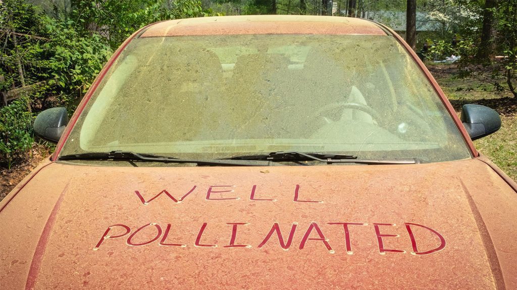A Yellow Warning: This Year’s Pollen Surge Was More Than Just a Nuisance